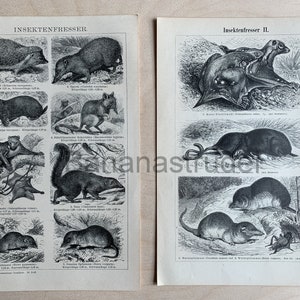 Set of Two (2) Antique Prints on Insectivores - Hedgehog - Shrew - Desman - Lemur - Mole - Tenrec
