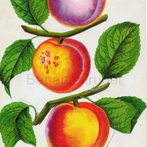 1890 Very Rare Vintage Botanical Print of Russian Apricots - Chromolithograph