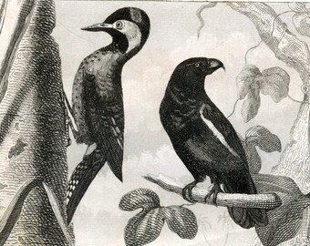 1860 Antique Print of Parrots, Maccaws, Woodpeckers, Magpies, Crows, Ravens, and Other Birds - Plate 98