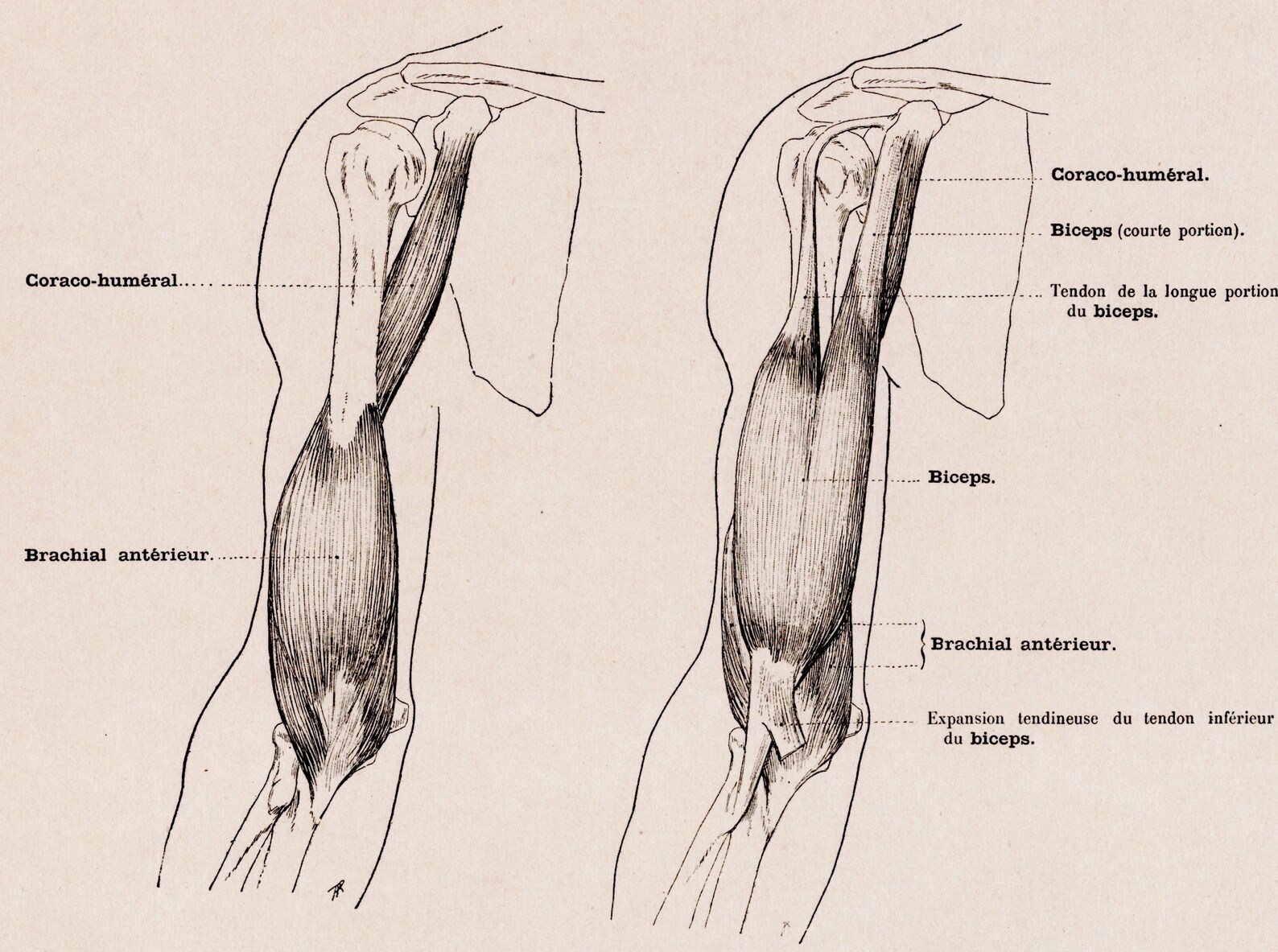 F Rence Muscles Large Antique French Anatomy Print - Muscles of the Arm - Plate 56 ...