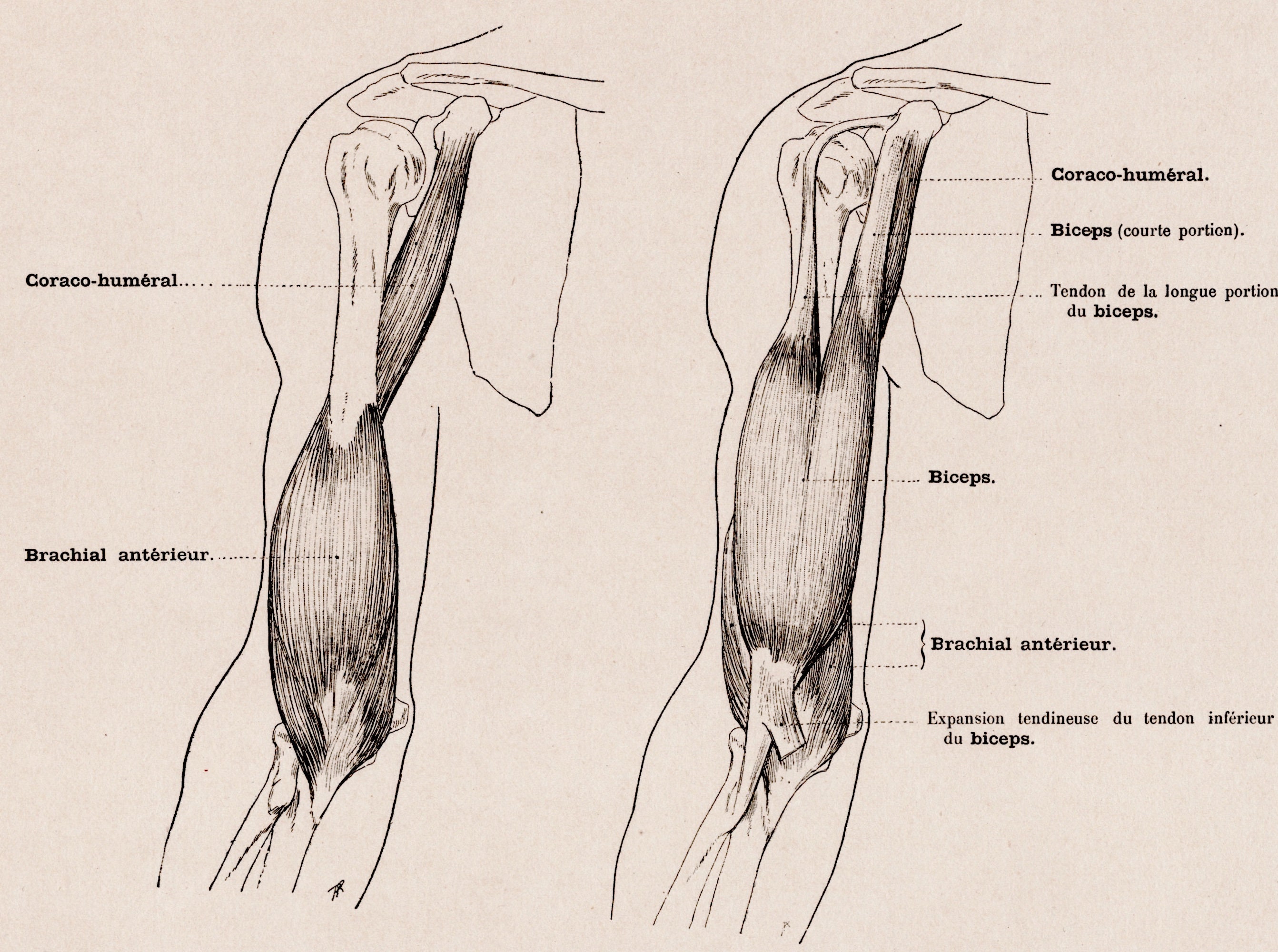 Large Antique French Anatomy Print - Muscles of the Arm - Plate 56 ...