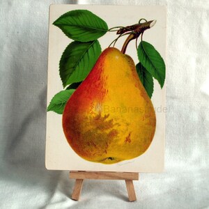 Antique Print of a Pear on Panel - 1890 Fruit Chromolithograph - Ready to Display