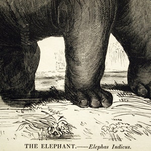1840s-1850s Antique Engraving of the Elephant image 2