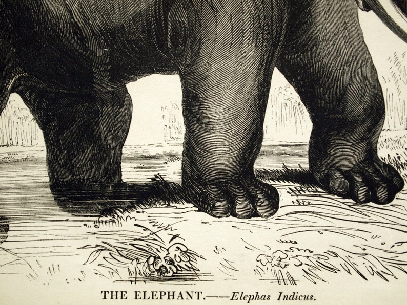 1840s-1850s Antique Engraving of the Elephant image 2