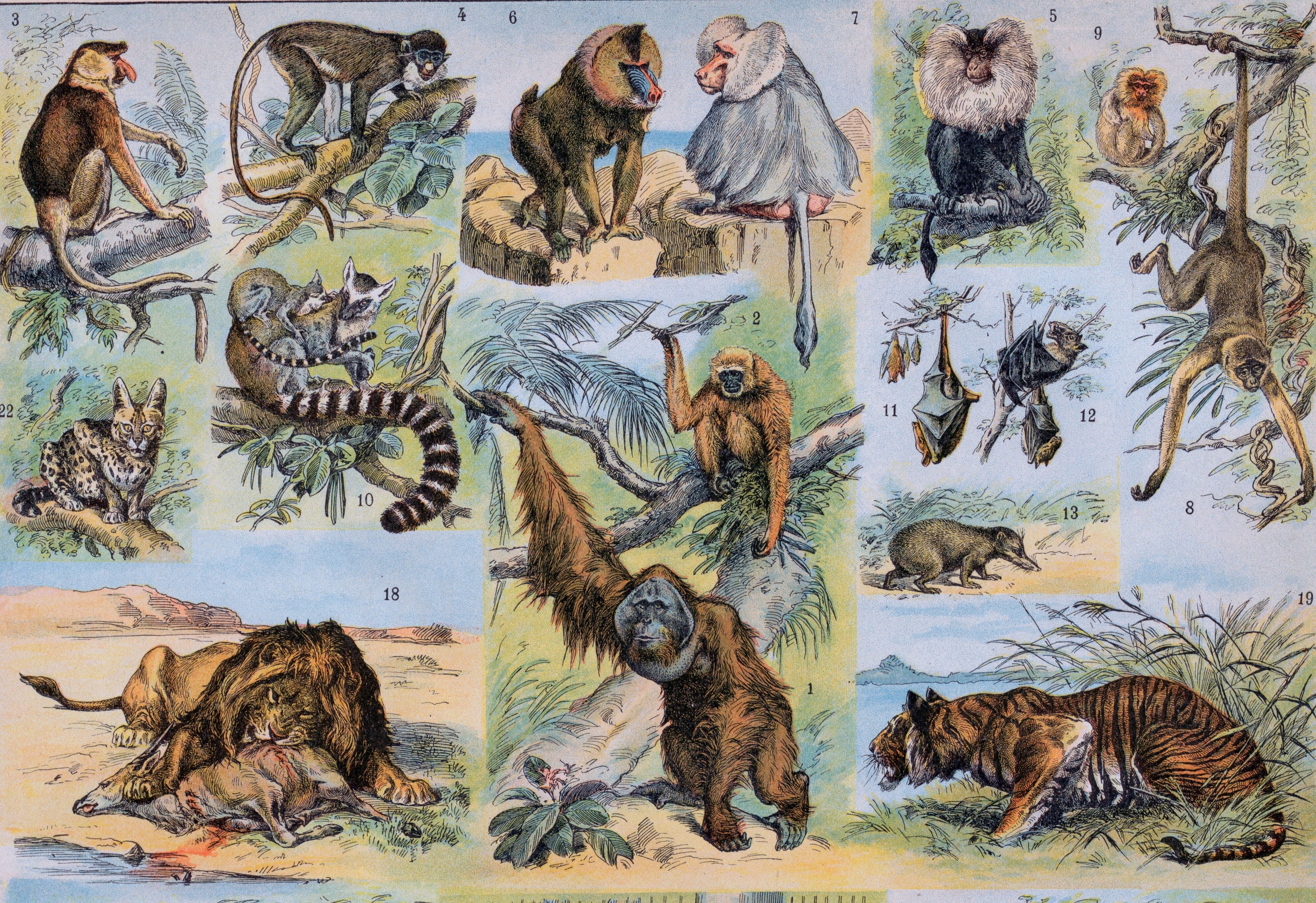 Antique Print of Mammals - Elephants - Lions - Tigers - Apes