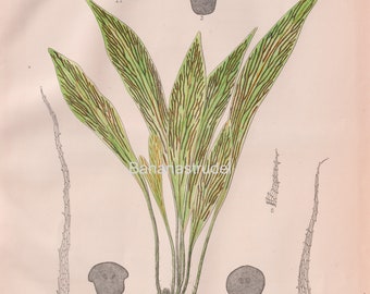 Vintage Botanical Print - Japanese Ferns - Antrophyum plantagineum - 1935 Japanese Print - Plate 252 - Ogata - Icones Filicum