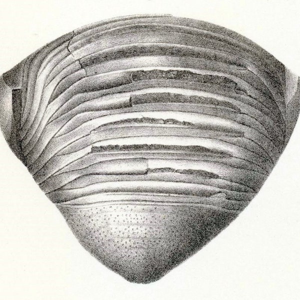 1888 Antique Paleontology Lithograph of Trilobites and Other Fossils. Plate 5