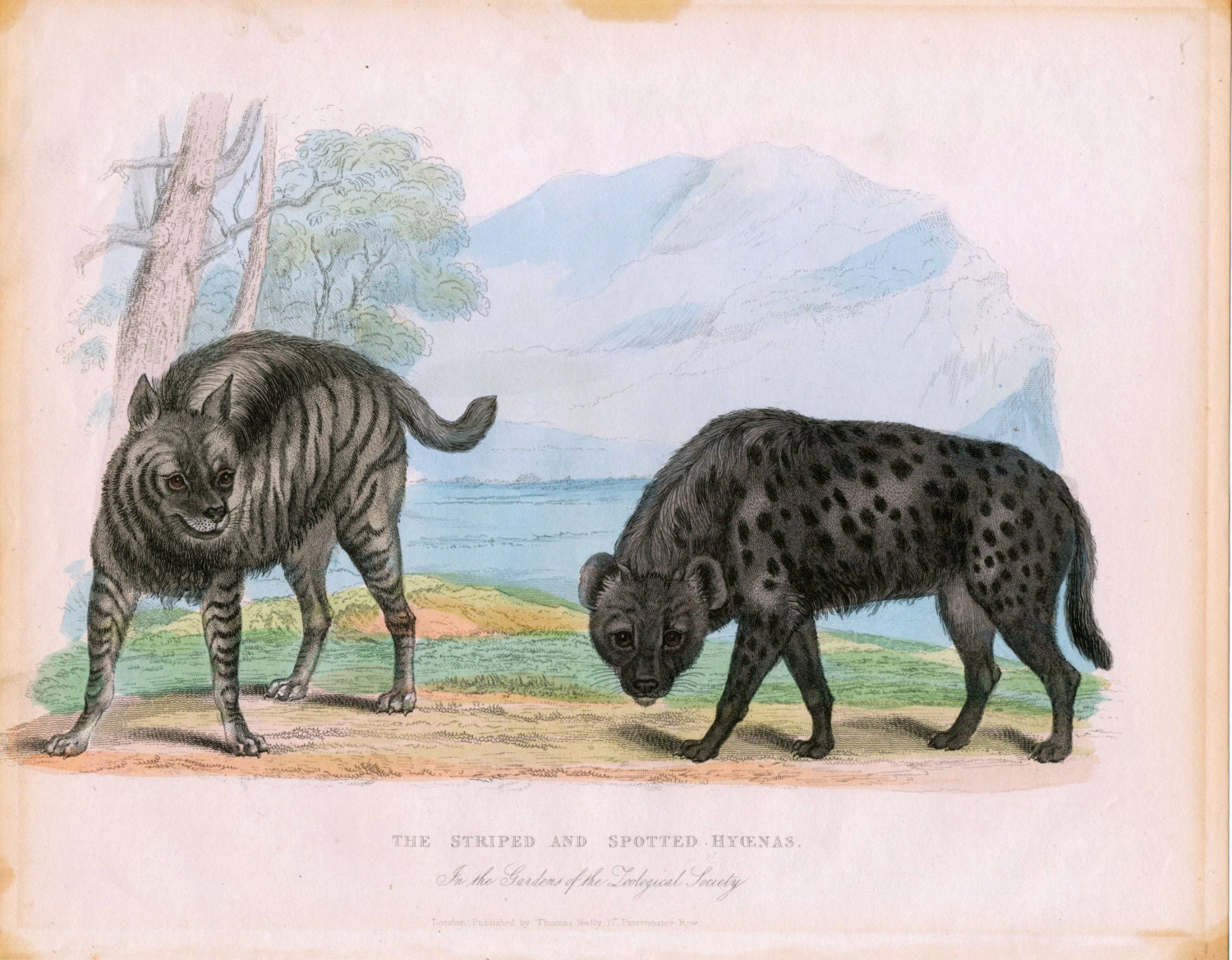 Antique Print of Hyenas - 1830 Rare Hand Coloured Lithograph - Etsy