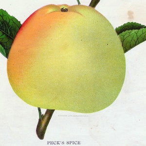 1890 Very Rare Vintage Botanical Print of a Spiced Pear (Peck&#39;s) - Chromolithograph