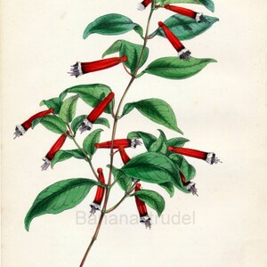 1847 Rare Vintage Botanical Print by Joseph Paxton - Cuphea Platycentra - Handcolored