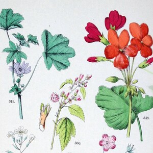 May include: A botanical illustration featuring three different types of plants. The first plant has light green leaves and purple flowers. The second plant has light green leaves and pink flowers. The third plant has dark green leaves and red and orange flowers. The illustration is labeled with the numbers 349 and 350.