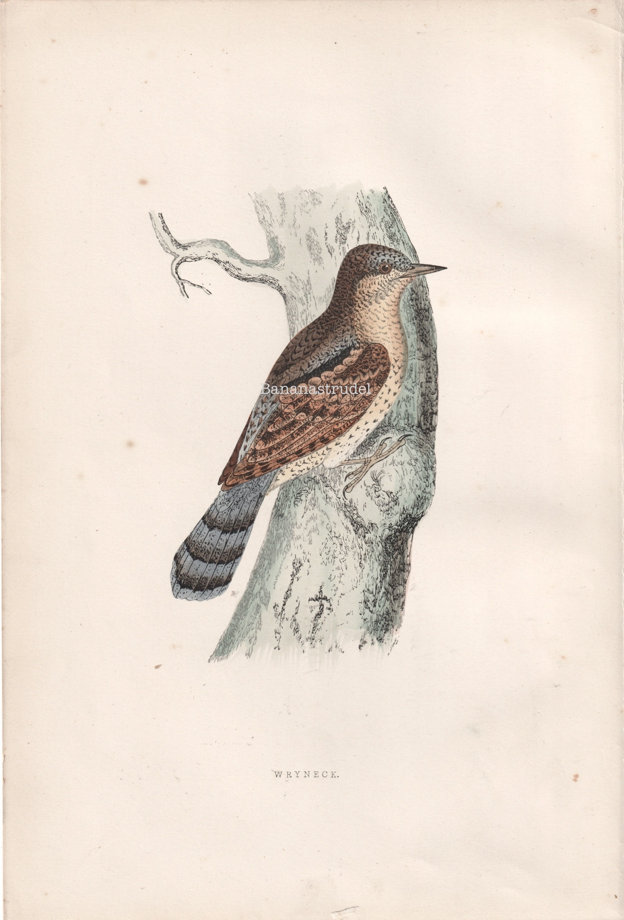 アンティークプリント「ミヤマガラス」 - 1891年 - イギリスの鳥 - 手
