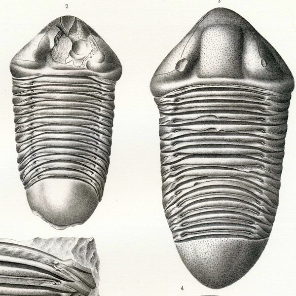 1888 Antique Paleontology Lithograph of Trilobytes and Other Fossils. Plate 3