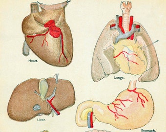 1884 Antique Chromolithograph of the Heart - Lungs - Kidney - Internal Organs