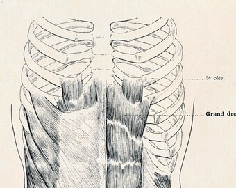 Large Antique French Anatomy Print - Muscles of the Abdomen - Published 1890 - Plate 51