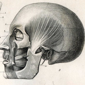 Gravure ancienne de 1860 représentant des muscles humains - Planche 127