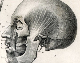 1860 Antique Print of Human Muscles - Plate 127