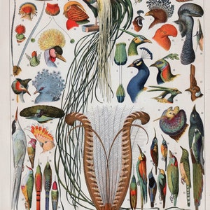 1922 Antique Print of Bird Feathers No. 1 by Adolphe Millot - Also available double matted and framed 11x14