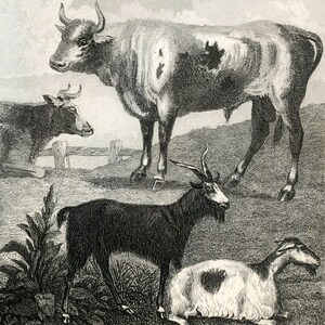 Gravure ancienne représentant un cerf, un cerf, un chevreuil, un bœuf, un mouton, une chèvre, un lapin, un lièvre et un écureuil. Gravure sur acier de 1860