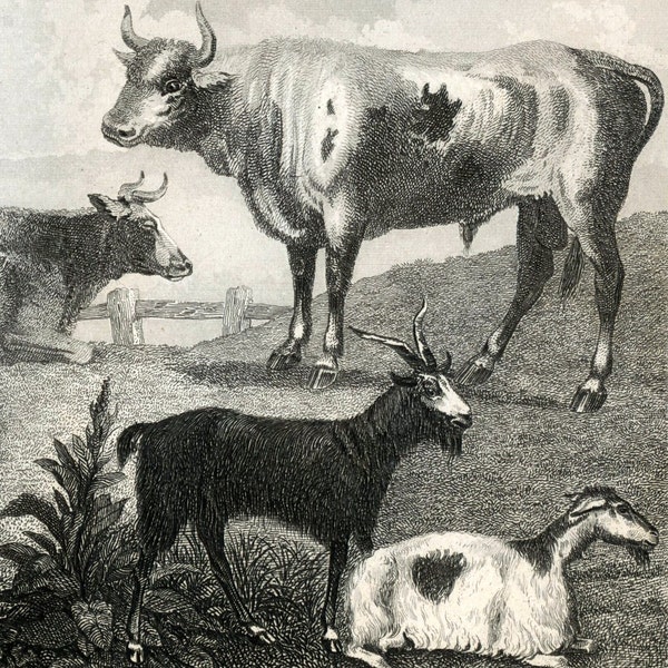 Antique Print of Stag, Deer, Roebuck, Ox, Sheep, Goat, Rabbit, Hare, and Squirrel. 1860 Steel Engraving
