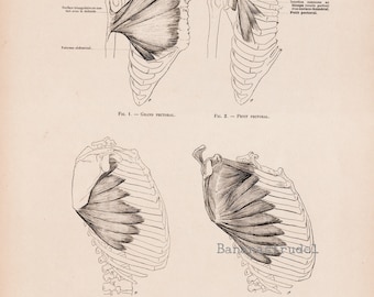 Large Antique French Anatomy Print - Muscles of the Chest - Plate 48 - Published 1890