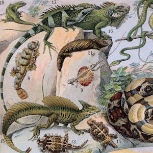 1898-1904 Antique French Chromolithograph on Reptiles - Crocodiles - Caimans - Chameleons - Turtles - Cobras - Frogs