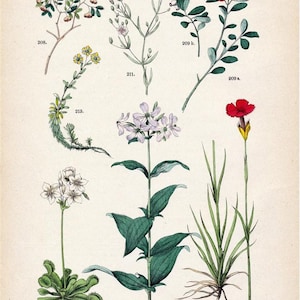 1881 Antique Botanical Print  (34) - Venus flytrap - Lignum-vitae - Bearberry - Carthusian pink - Low baby&#39;s-breath - Soapwort - Saxifrage