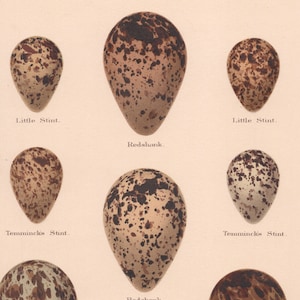 May include: A vintage illustration of bird eggs with brown and white speckled patterns. The eggs are labeled "Little Stint", "Redshank", and "Temmincks Stint".