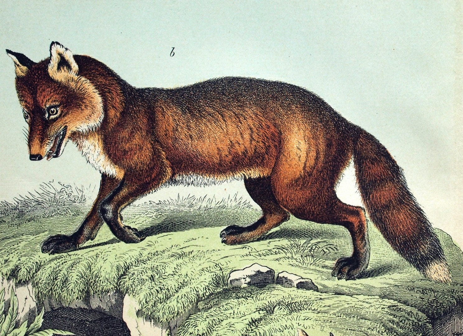キツネとジャッカルのアンティーク版画 - 1889年製アンティーク二枚組
