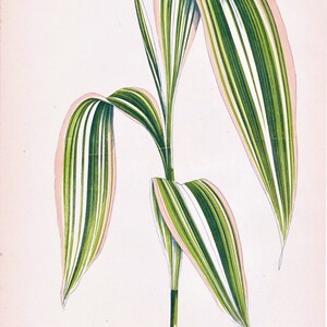 May include: A botanical illustration of a plant with long, green and white striped leaves with pink edges. The plant is called "Pandanus Plicatium."