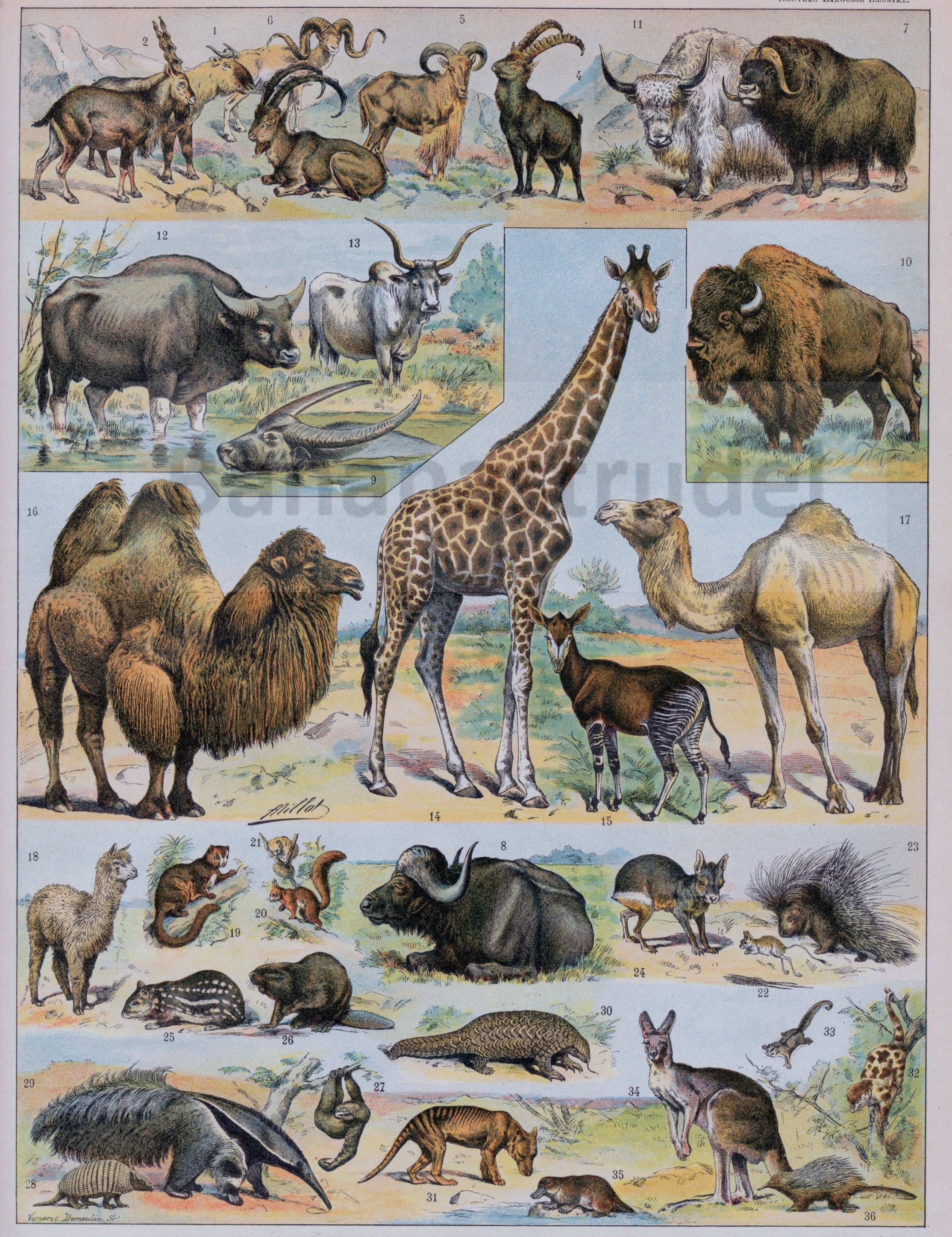 ロジァンコフスキー絵本ー「WILD ANMALS AT HOME」1935年