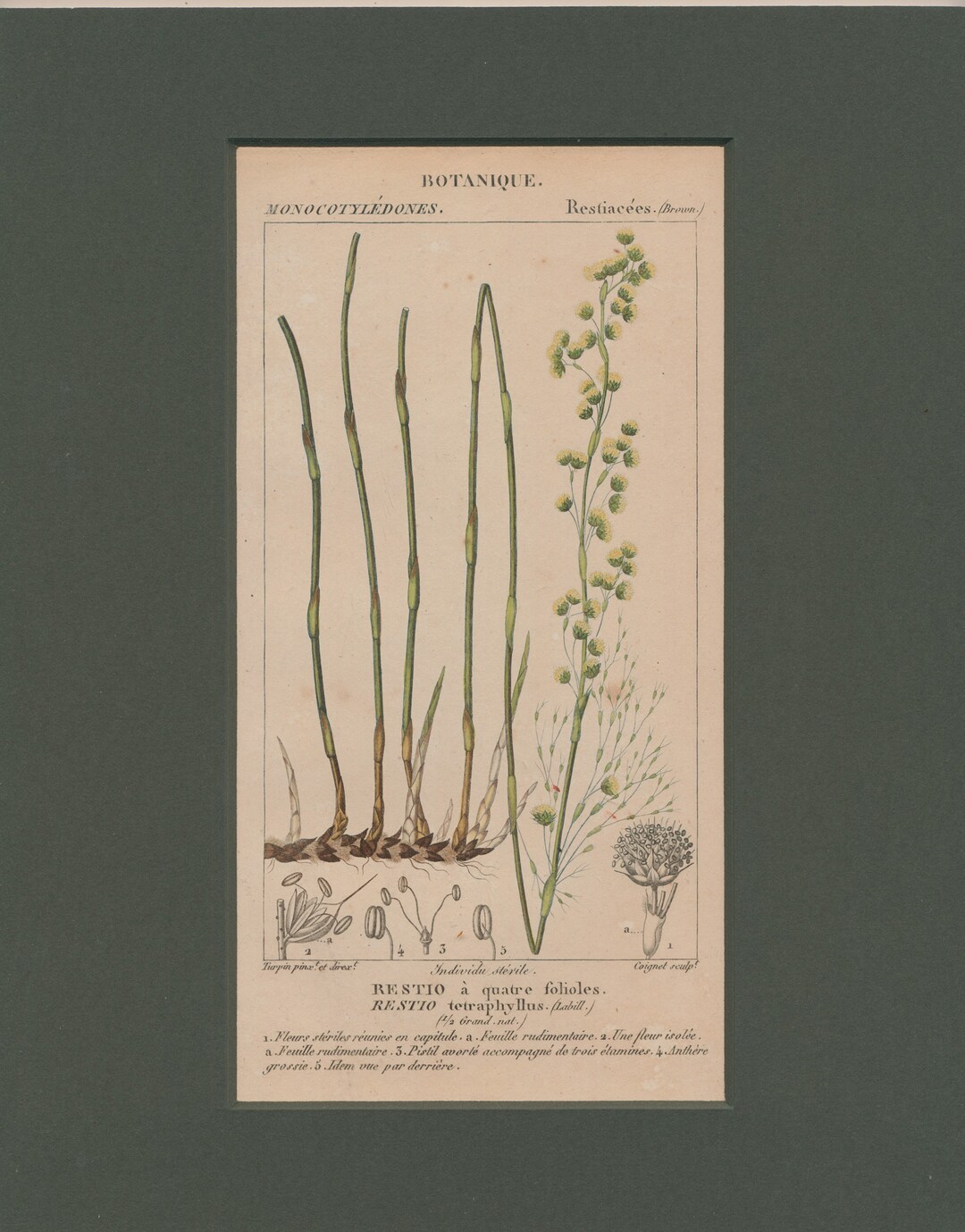 Antique Botanical Print of Restio Teraphyllus - Tassel Rope-rush ...