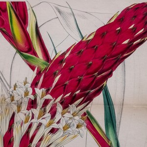 Antique Botanical Print by Walter Hood Fitch - Altenstein&#39;s Puya - Matted - Ready to Frame - LDC