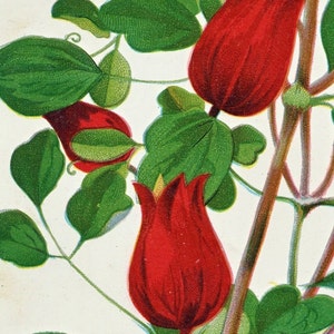 1890 Very Rare Vintage Botanical Print of Clematis Coccinea - Chromolithograph