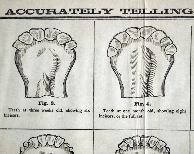 1882 Rare Antique Chart of Cattle Teeth Etsy