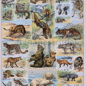 May include: A vintage educational chart showcasing illustrations of diverse mammals from across the globe. The chart is titled "Mammifères" and features images of animals including a lion, tiger, bear, monkey, and others.