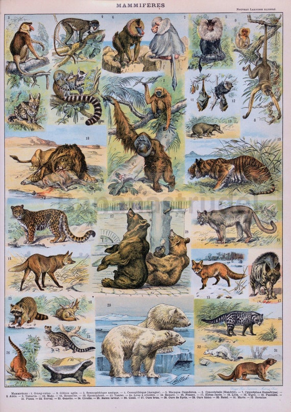 Antique Print of Mammals - Elephants - Lions - Tigers - Apes