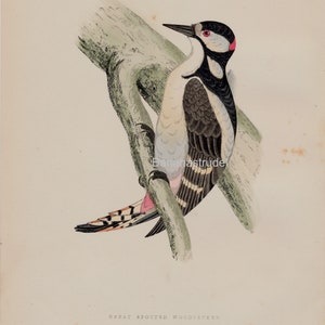 Antique Print of the Great Spotted Woodpecker - from 1891 - British Birds - Hand Coloured