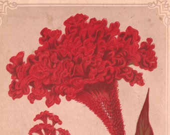 New Japan Cockscomb - Antique Botanical Print from 1878