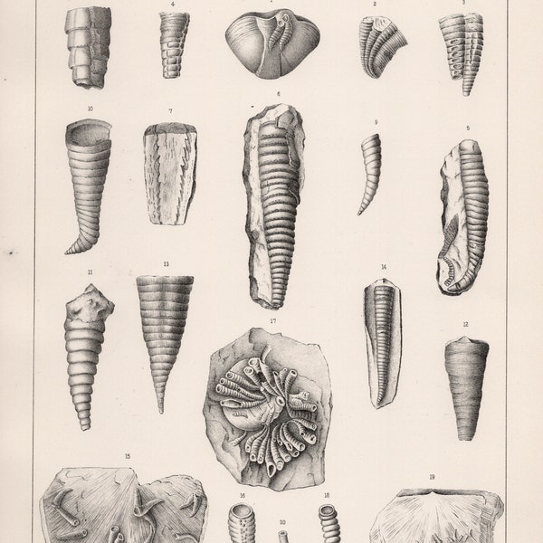 1888 Antique Paleontology Lithograph of Trilobites and Other Fossils. Plate 116a