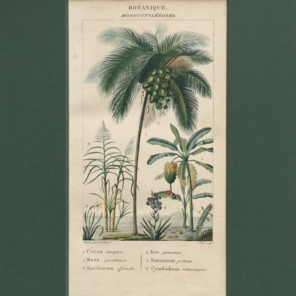 Antique Botanical Print - Matted - Coconut - Plantain - Sugar Cane - Ready to Frame 8 x 10 - 1829 Rare Hand-coloured Print