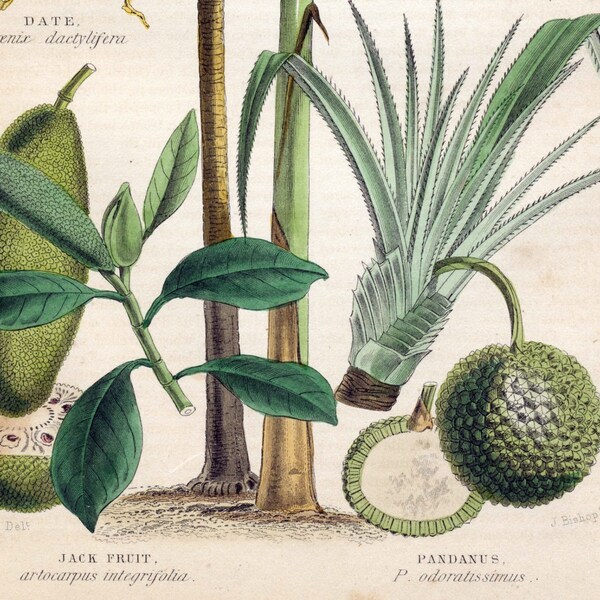 Antique Botanical Print of Food Plants - Dates - Bananas - Jackfruit - Pandan - Hand Colored - 1870 Vintage Print - No. 8 - Home Decor
