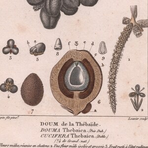 May include: A vintage botanical illustration of the Doum Palm, also known as the Doum Thebaica or Cucifera Thebaica. The illustration shows the male flowers, a single male flower, the fruit, and a cross-section of the fruit.