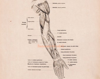 Large Antique French Anatomy Print - Muscles of the Right Arm - Plate No. 60 - Published 1890