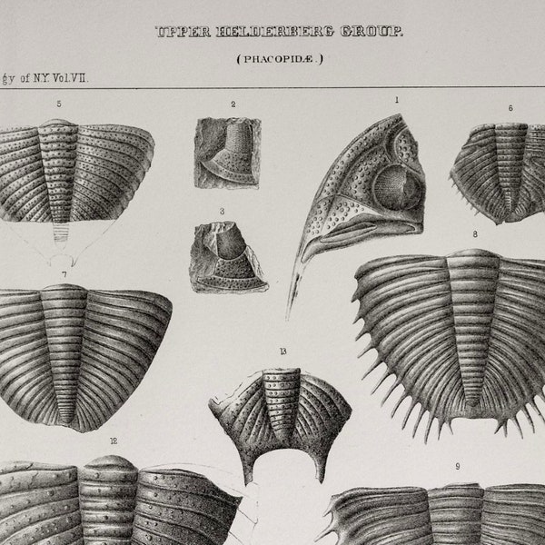 1888 Antique Paleontology Lithograph of Trilobytes and Other Fossils. Plate 13