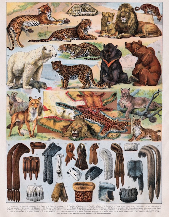 【リトグラフ】オーデュボン「アメリカの鳥類」NO.13 PL.63 単葉 初版 1908 Antique Print of Predators - Wild Animals - Lion