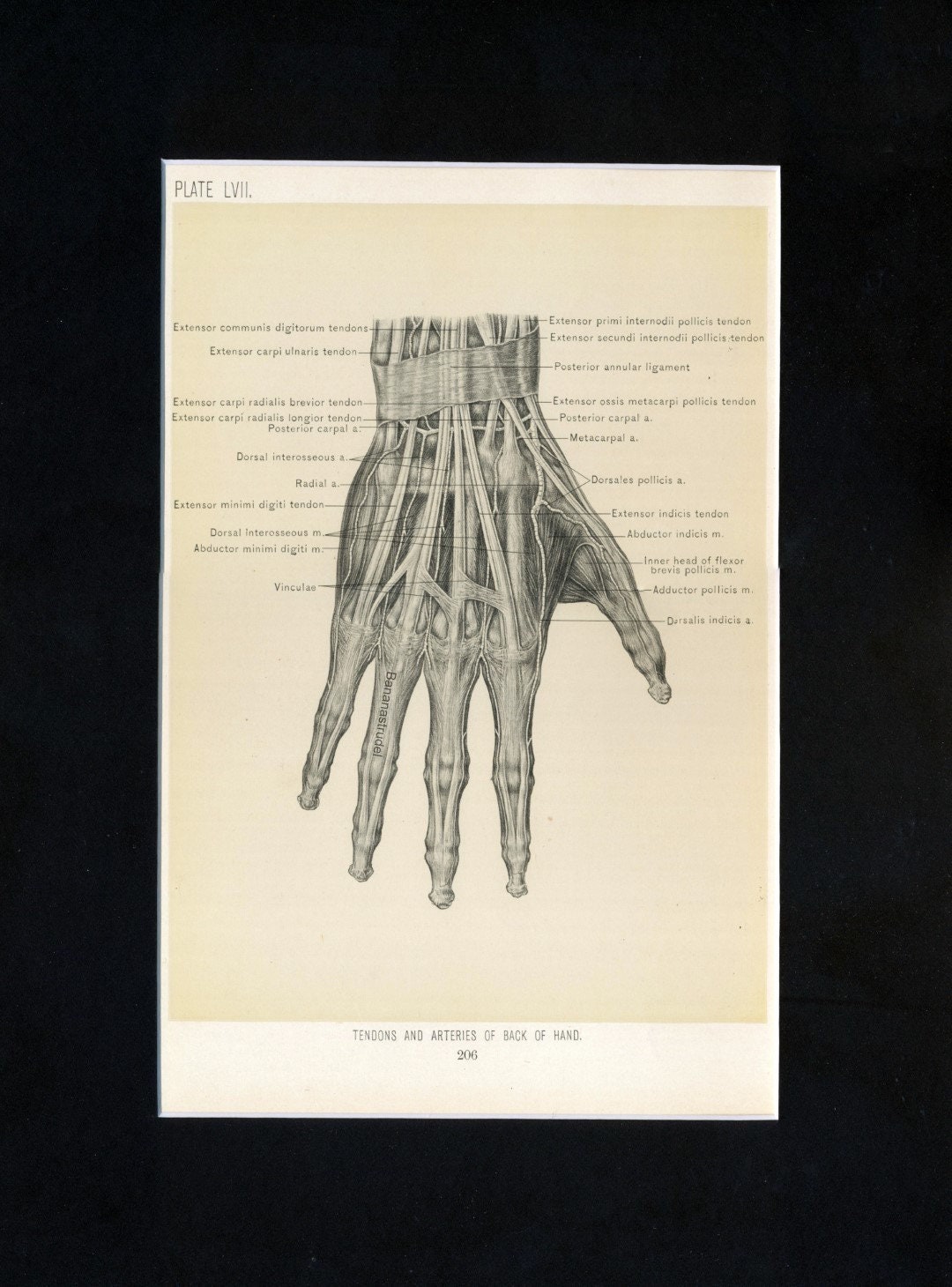 1899 Anatomy Print – Hand Tendons and Arteries, Matted Medical Art - Etsy