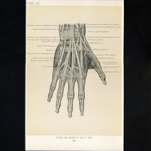 May include: A detailed anatomical illustration of the tendons and arteries on the back of a hand. The image shows the muscles, tendons, and blood vessels of the hand, with labels identifying each structure.
