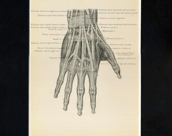 1899 Antique Anatomy Print - Tendons and Arteries of Back of Hand - Matted - Ready to Frame 10 x 13.5 - LDC