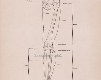 Large Antique French Anatomy Print - Skeleton of the Lower Limbs - Plate 33 - Published 1890